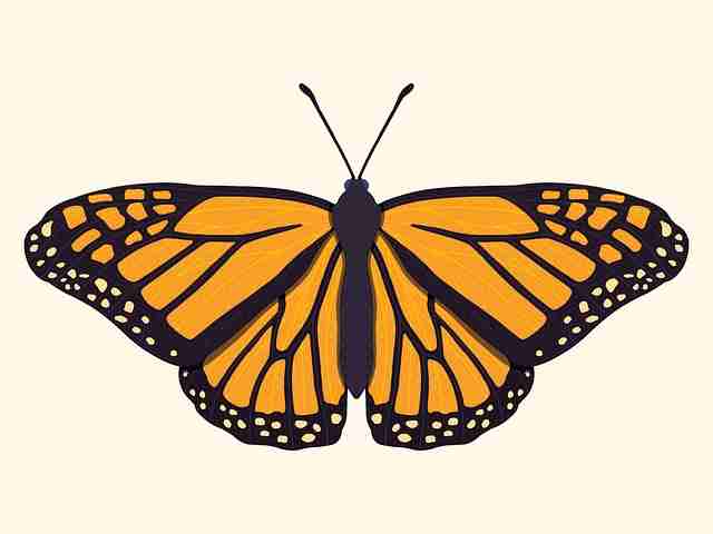 国产探花短视频分发逻辑解析 - 短视频脚本指南,全国探花视频在哪看